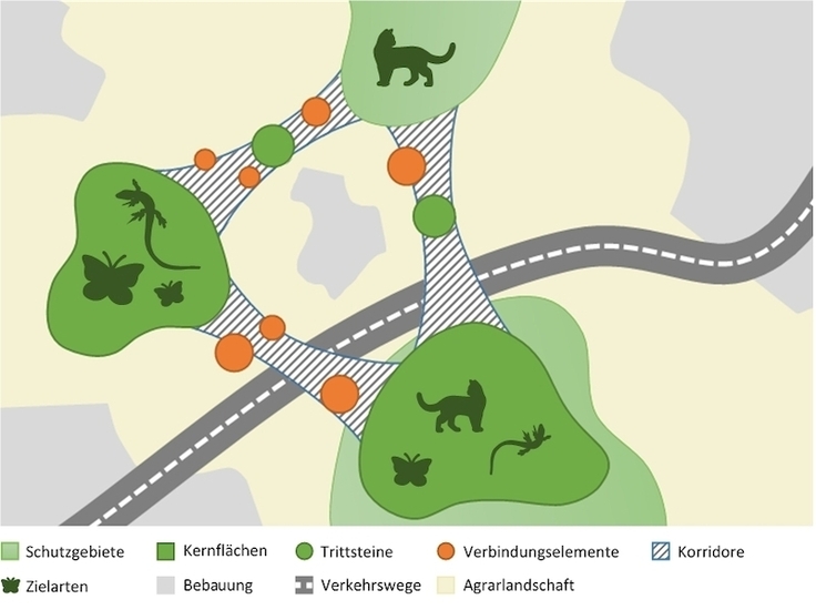 Schematische Darstellung der Komponenten des Biotopverbunds. Viele Wildtiere sind in ihrem Lebenszyklus auf Wanderungen angewiesen. Hierfür wird ein Netz von funktional miteinander in Verbindung stehenden Biotopen benötigt.