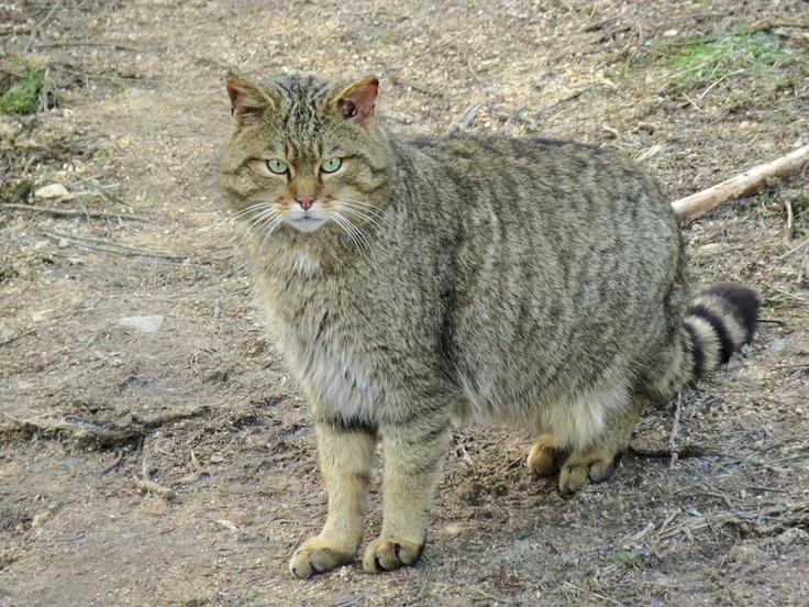 Die Wildkatze, eine Zielart für den Verbund der Waldlebensräume.