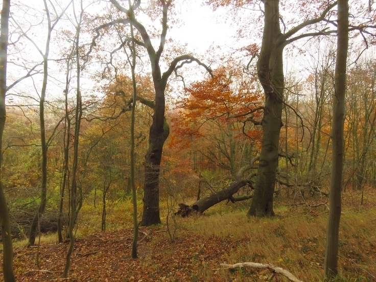 Die Wildkatze ist ist auf strukturreiche Laub- oder Mischwälder mit vielen Versteckmöglichkeiten wie z.B. Totholz angewiesen.