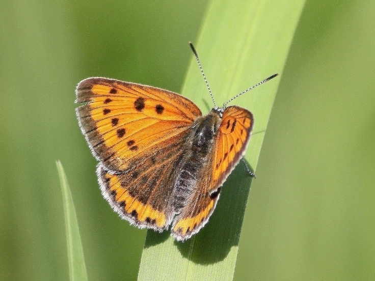 Der Große Feuerfalter (Lycaena dispar), eine Zielart des Verbunds der Gewässer und Auenlebensräume.