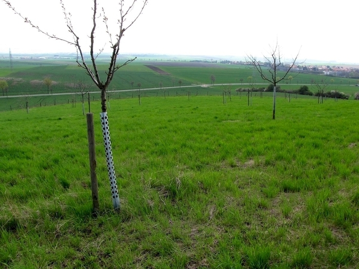 AlleeDie Umsetzung von Maßnahmen für den Biotopverbund, wie hier die Anlage einer Streuobstwiese, werden gefördert.
