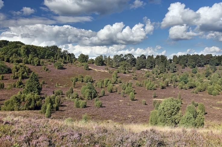 Lüneburger Heide
