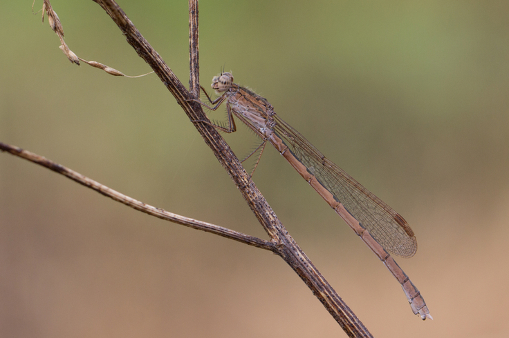 In Niedersachsen nur noch an der Thülsfelder Talsperre zu finden: Die Sibirische Winterlibelle (Bild: Gerd-Michael Heinze)