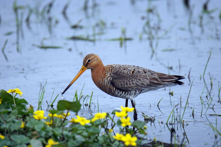 Für Wiesenvögel wie die Uferschnepfe spielen die niedersächsischen Brutgebiete eine wichtige Rolle. Da die Tiere nur einen Teil des Jahres in Deutschland verbringen, engagiert sich der NLWKN auch in internationalen Projekten (Bild: Lange/NLWKN).