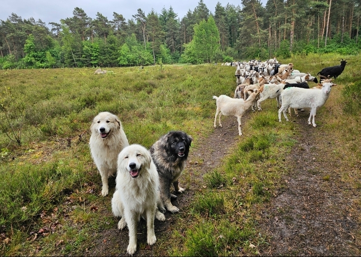 Die beiden weißen Pyrenäenberghunde und der graue Kaukasische Oftcharker unterstützen als Herdenschutzhunde Schäfer Kai Mithöfer bei der Beweidung an der Thülsfelder Talsperre.