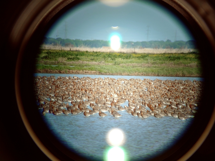 Blick durch das Spektiv: Teil einer Schar von 25.000 Uferschnepfen. (Foto: A. Barkow / NLWKN)