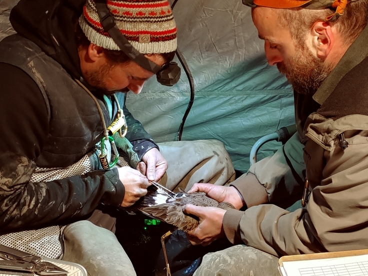 Afonso Rocha (links) und João Belo von unseren Projektpartnern vor Ort statten eine Uferschnepfe mit einem GPS-Sender aus.