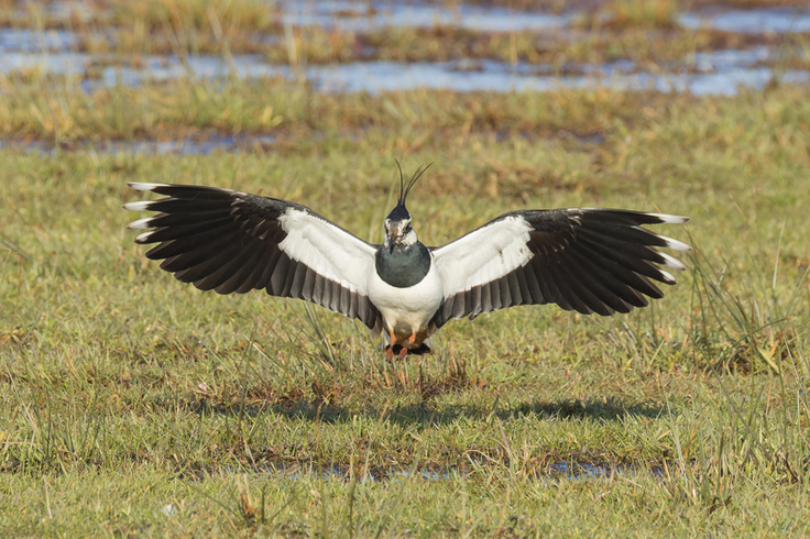 Kiebitz landet in den nassen Flächen der Bleckriede.