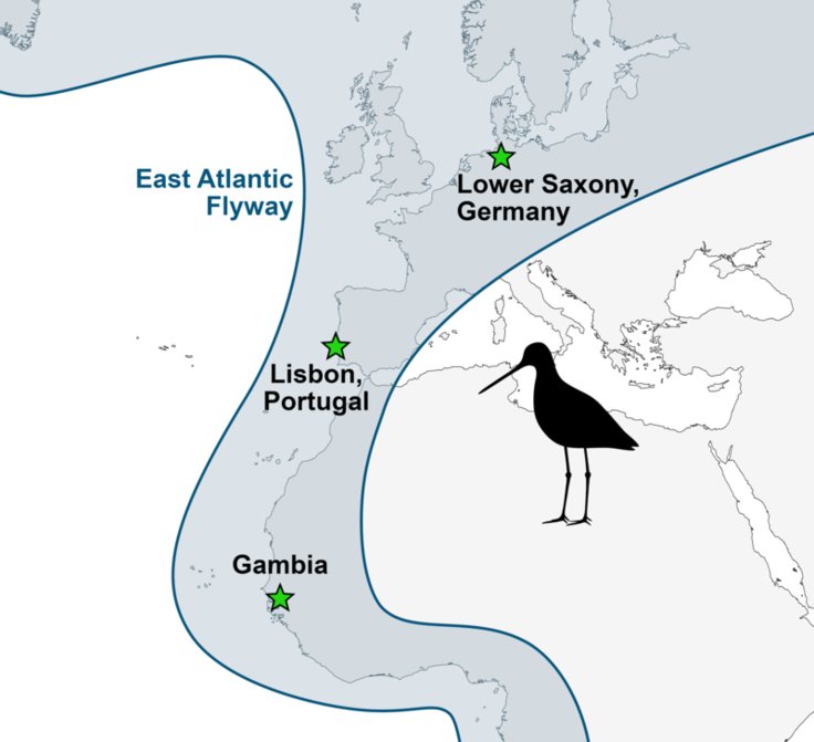 Der East Atlantic Flyway beschreibt den Zugraum, der von vielen tausenden von Zugvögeln jährlich zweimal auf dem Weg in die nordischen Brutgebiete und zurück in die westafrikanischen Überwinterungsgebiete genutzt wird. (Bild: NLWKN)