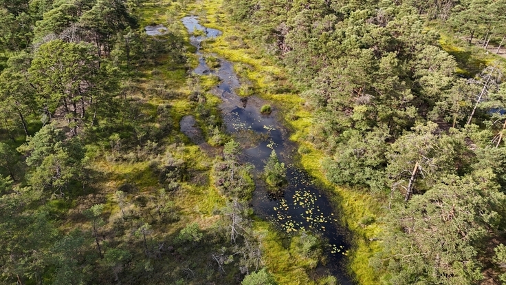 Eindruck aus dem Otternhagener Moor im August 2025. In den ehemaligen Handtorfstiche profitieren die Torfmoose von den gestiegenen Wasserständen aufgrund der Wiedervernässungsmaßnahmen.