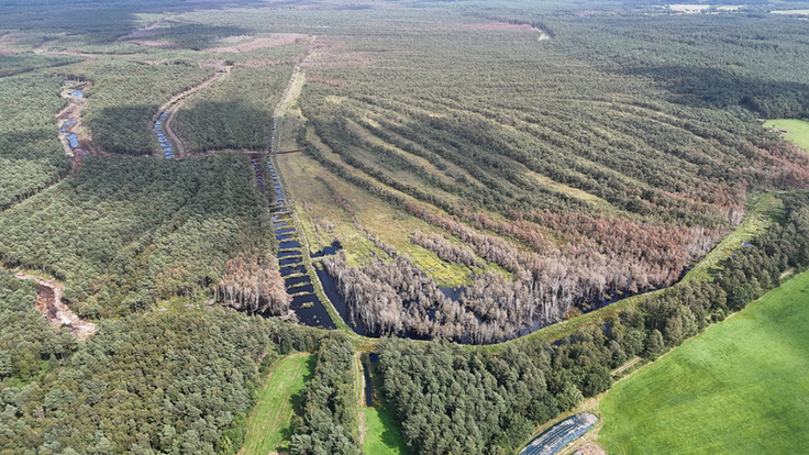 Das Otternhagener Moor im August 2025. Die Maßnahmen und Erfolge der Wiedervernässung sind durch die gebauten Verwallungen und den leicht überstauten Flächen zu erkennen.