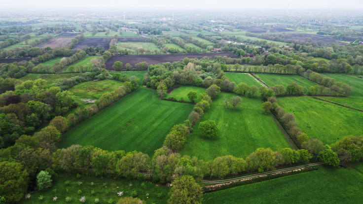 Auf der ostfriesischen Geest prägen wie hier am Upstalsboom in Aurich auch heute noch Wallhecken das Bild. Mit dem Verlust ihrer ursprünglichen Funktionen verschlechterte sich der Erhaltungszustand allerdings vielfach rapide. (Foto: Stöter/NLWKN).