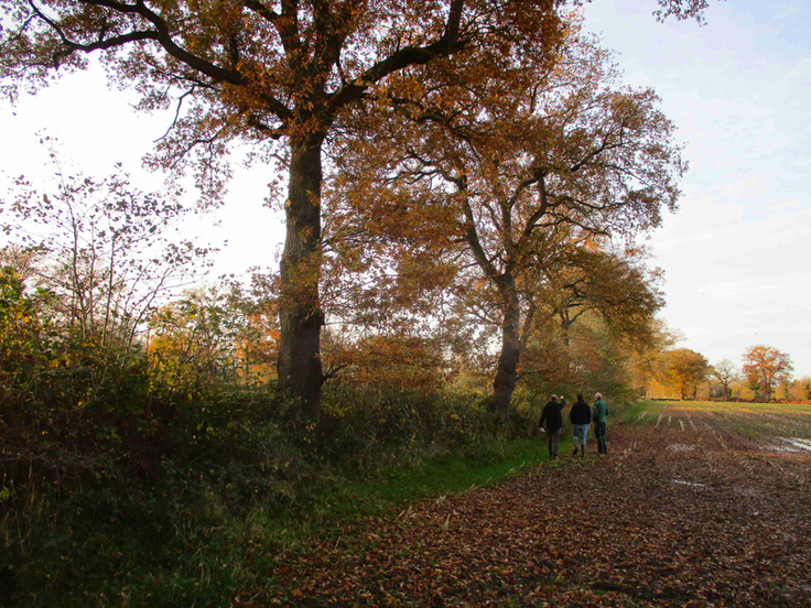 Eine Bewertungskommission bespricht vor Ort die Pflegemaßnahmen für eine typische Wallhecke, hier nahe Filsum (Foto: Enno Brinckmann).