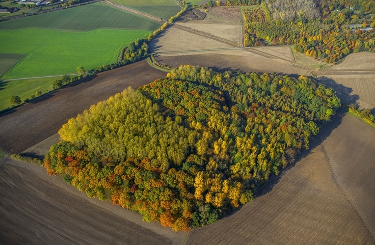 Zerschnittener Waldlebensraum: Arten mit geringem Ausbreitungsvermögen können Distan-zen wie bei diesem inmitten von Äckern gelegenem Wald nur schwer überwinden. (Foto: blickwinkel, H. Blossey)