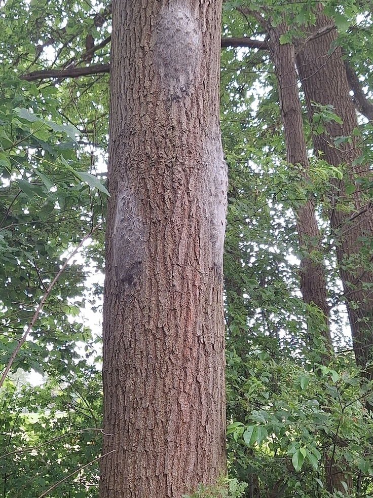 Diese Eiche an der Jeetzel ist mehrfach vom Eichenprozessionsspinner befallen. Das Bild stammt vom 4. Juni 2026.