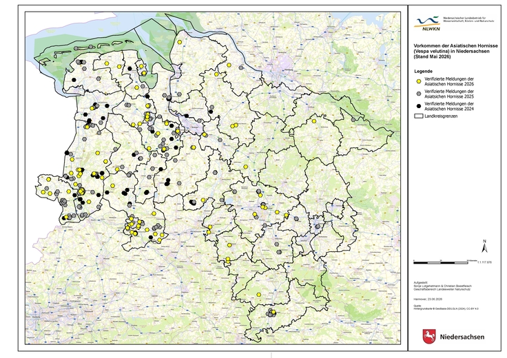 Vorkommen der Asiatischen Hornisse in Niedersachsen 2024 bis 2026 (Stand Juni 26)