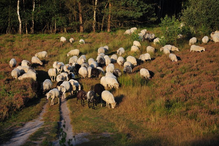 Schafbeweidung spielt bei der Pflege von Heide- und Magerrasenflächen rund um die Talsperre eine wichtige Rolle (Bild: Zietz/NLWKN).
