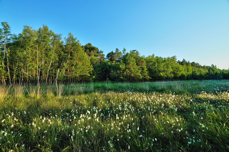 Sommermorgen im Großen Moor bei Gifhorn. Foto: Zietz/NLWKN