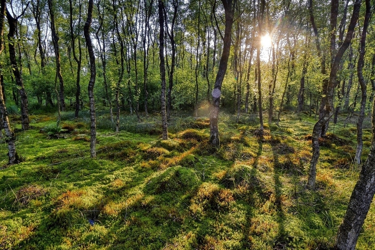 Das Kleine Bullenmeer, Lebensraumtyp Übergangs- und Schwingrasenmoor (7140), im trockeneren Rand-bereich geht der Lebensraumtyp in den Lebensraumtyp Moorwald (91D0*) über .
