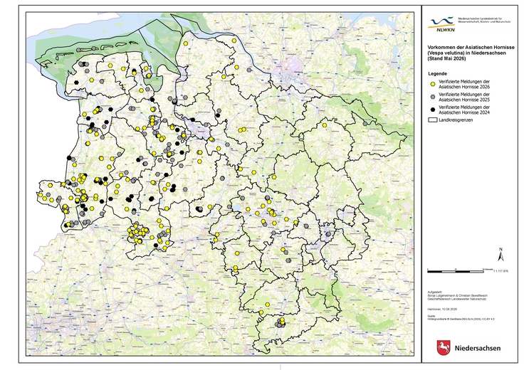 Vorkommen der Asiatischen Hornisse in Niedersachsen 2024 bis 2026 (Stand August 26)