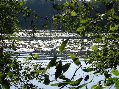 Feldungelsee