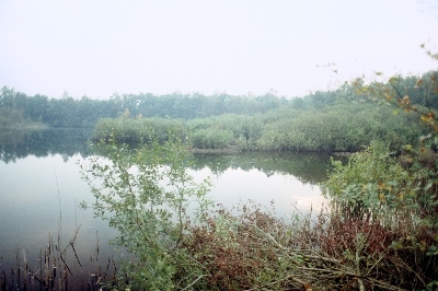Zitterteiche