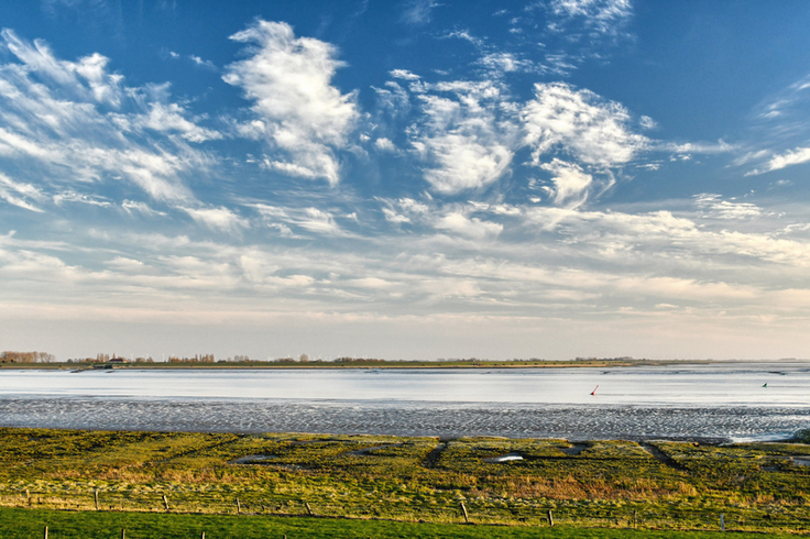 Das Petkumer Deichvorland und die anderen bei höheren Wasserständen teilweise überfluteten Deichvorländer im Naturschutzgebiet Unterems sind für den Naturschutz von großem Wert (Bild: Zietz/NLWKN).