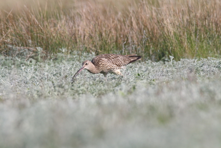 Der Große Brachvogel ist ein sogenannter Kurz- und Mittelstreckenzieher und als solcher auch regelmäßig im Petkumer Deichvorland zu Gast. Seine Winterquartiere findet er von Nordwesteuropa bis Afrika (Bild: Närmann/NLWKN).