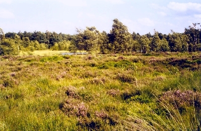 Wunderburger Moor