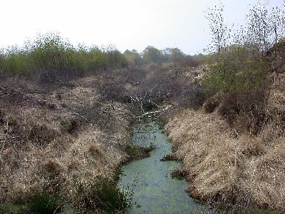 Hochmoor Ringe