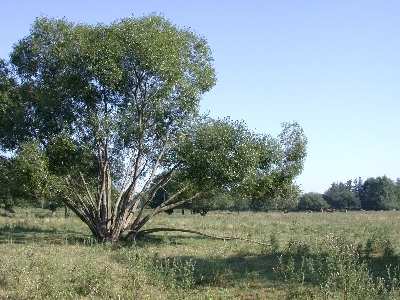 Polder Lüsche