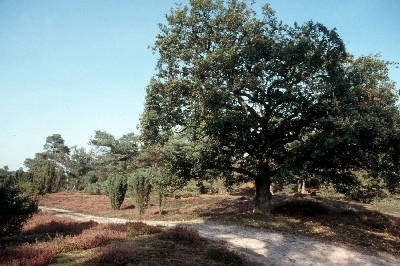 Wacholderheide