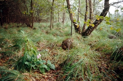 Langenberger Moor