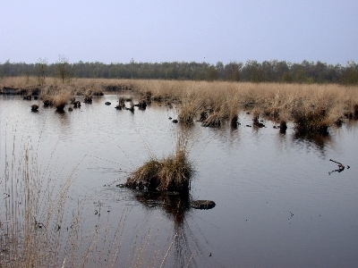 Schwaneburger Moor-Nord