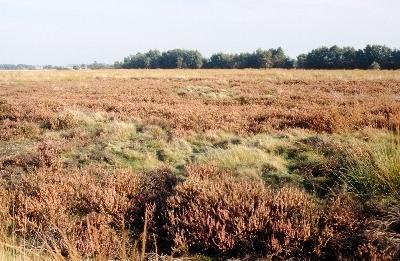 Besenheide (Calluna vulgaris) in Engdener Wüste/Heseper Moor (Nordhorn Range)