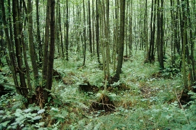 Mühlenmoor
