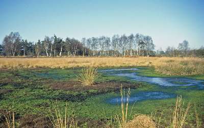 Ahrensdorfer Moor