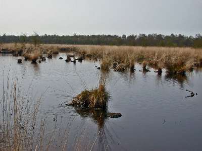 Schwaneburger Moor