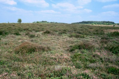 Steinberg