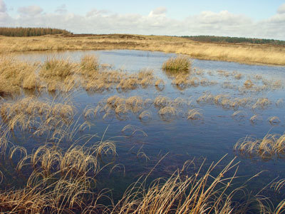 Heidetümpel