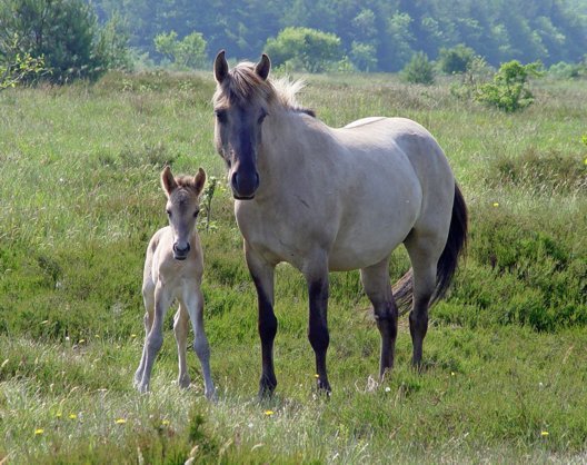 Konikfohlen