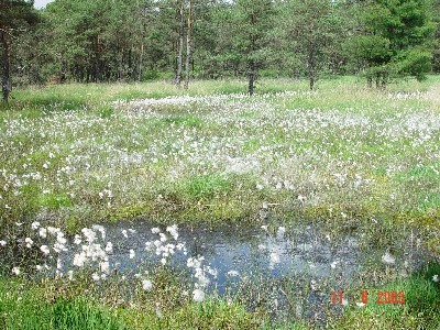 Waller Moor