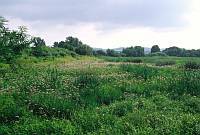 NRZ
