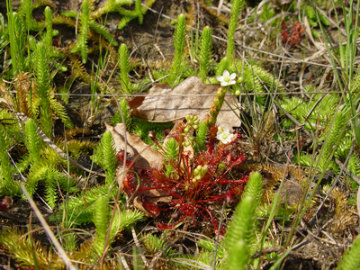 Sonnentau und Sumpf-Bärlapp