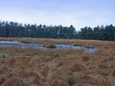 Nährstoffarme Stillgewässer im Naturschutzgebiet