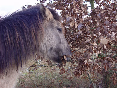 Konikstute