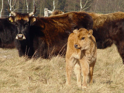 Kuh mit Kalb