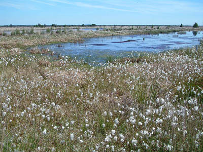 Impression aus dem Naturschutzgebiet "Stapeler Moor Süd ..."