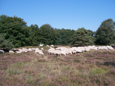 Schafherde im Naturschutzgebiet "Männige Berge"