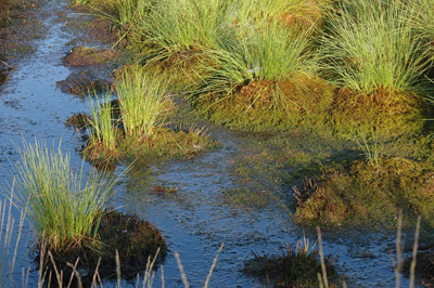 Wiedervernässtes Hochmoor